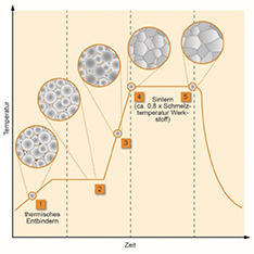 Boneregeneration chart