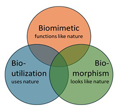 Schnittmengengrafik Biomimetik