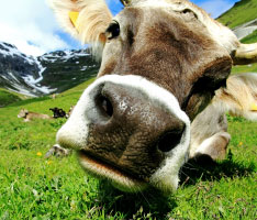 Master Data Science HSLU - Happy Cow