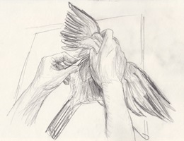 Präparator bei der Arbeit, Bleistift