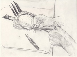 Präparator bei der Arbeit, Bleistift