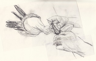 Präparator bei der Arbeit, Bleistift