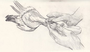 Präparator bei der Arbeit, Bleistift