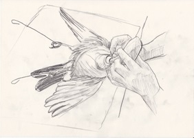 Präparator bei der Arbeit, Bleistift