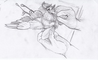 Präparator bei der Arbeit, Bleistift