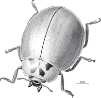 Harmonia, Rapidograph