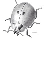 Harmonia, Rapidograph