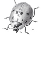 Harmonia, Rapidograph