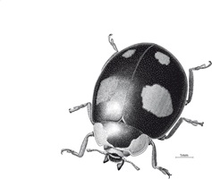 Harmonia, Rapidograph