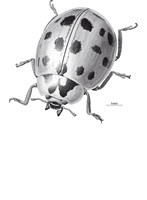 Harmonia, Rapidograph