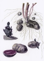 Blauer Schwede, Aquarell