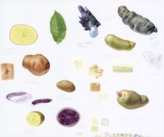 Studienblatt, Aquarell