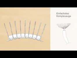 Filmstill- Herr Beule sieht rot – Die Evolution der Augen