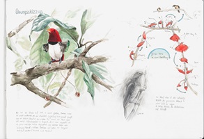 The King's courtship, Aquarell