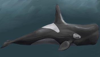 Leviathan - copyright Nina Sasse