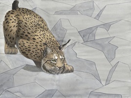 Endillustration Luchs