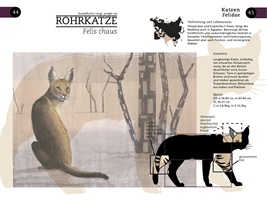 Doppelseite Rohrkatze