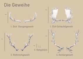 Der Hirsch, Geweih