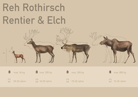 Der Hirsch, Grössenvergleich