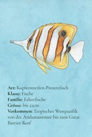 Kupferstreifen Pinzettfisch