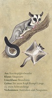 Kurzkopfgleitbeutler