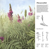 Infotafel Trockenrasen Pflanzenvielfalt