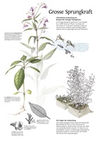 Elena Schmid – Wildwachsende Fremdpflanzen, Auszug 02