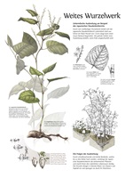 Elena Schmid – Wildwachsende Fremdpflanzen, Auszug 03