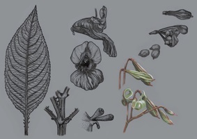 Elena Schmid – Wildwachsende Fremdpflanzen, Auszug 04