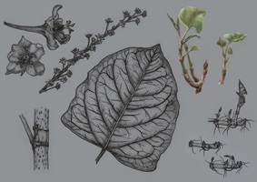 Elena Schmid – Wildwachsende Fremdpflanzen, Auszug 06