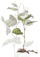 Elena Schmid – Wildwachsende Fremdpflanzen, Auszug 07