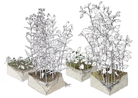 Elena Schmid – Wildwachsende Fremdpflanzen, Auszug 08