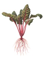 Flavia Korner – Pflanzensinne, Auszug 02