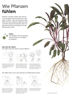 Flavia Korner – Pflanzensinne, Auszug 03