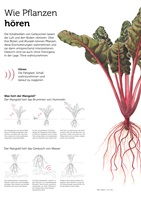 Flavia Korner – Pflanzensinne, Auszug 04