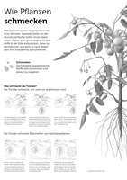 Flavia Korner – Pflanzensinne, Auszug 05
