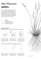Flavia Korner – Pflanzensinne, Auszug 06