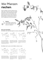 Flavia Korner – Pflanzensinne, Auszug 07