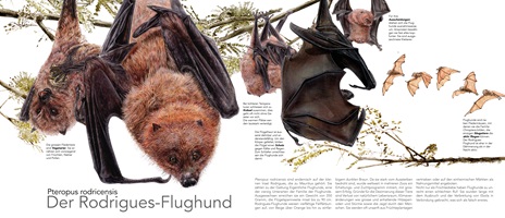 Linda Wäfler – Der Rodrigues-Flughund, Auszug 01