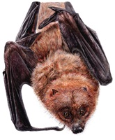 Linda Wäfler – Der Rodrigues-Flughund, Auszug 02