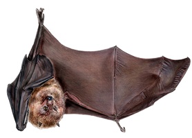 Linda Wäfler – Der Rodrigues-Flughund, Auszug 05