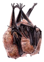 Linda Wäfler – Der Rodrigues-Flughund, Auszug 06