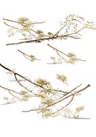 Linda Wäfler – Der Rodrigues-Flughund, Auszug 07