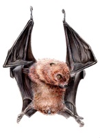 Linda Wäfler – Der Rodrigues-Flughund, Auszug 08