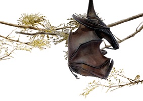 Linda Wäfler – Der Rodrigues-Flughund, Auszug 09