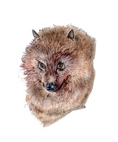 Linda Wäfler – Der Rodrigues-Flughund, Auszug 10