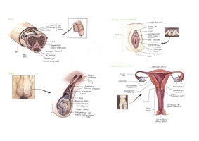 Manuel Ruoss – Vom Penis zur Vagina, Auszug 06