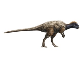 Misha Baldachin – Feathered Dinosaurs, Auszug 04