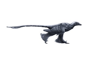 Misha Baldachin – Feathered Dinosaurs, Auszug 06