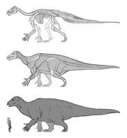 Nathalie Neff – Iguanodon Bernissartensis, Auszug 03